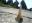 doru.nitu